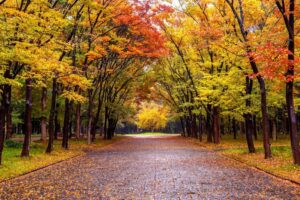 Fall Foliage Retreats: Embracing Autumn’s Colors